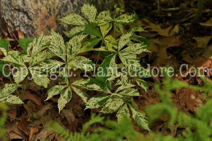 PGC-V-Parthenocissus-quinquefolia-Variegata-aka-Virginia-Creeper-3