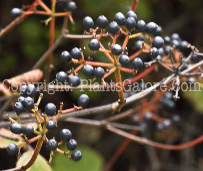 PGC-V-Parthenocissus-quinquefolia-aka-Virginia-Creeper-11