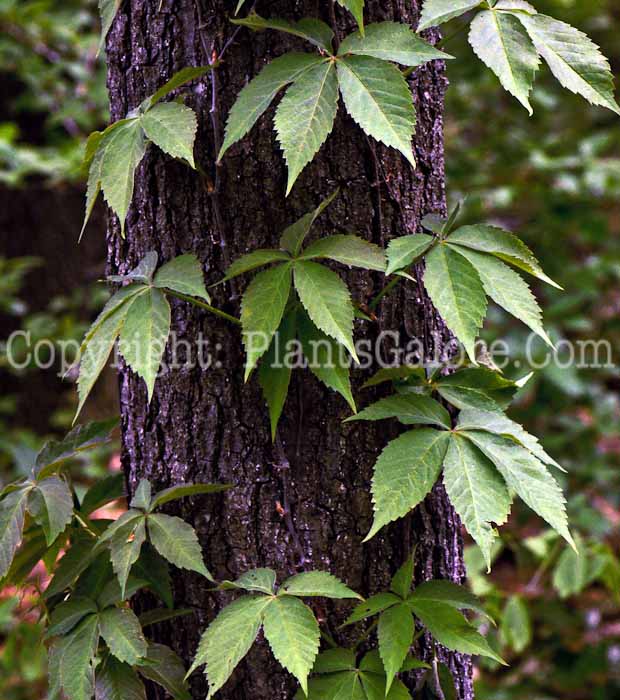 PGC-V-Parthenocissus-quinquefolia-aka-Virginia-Creeper-3