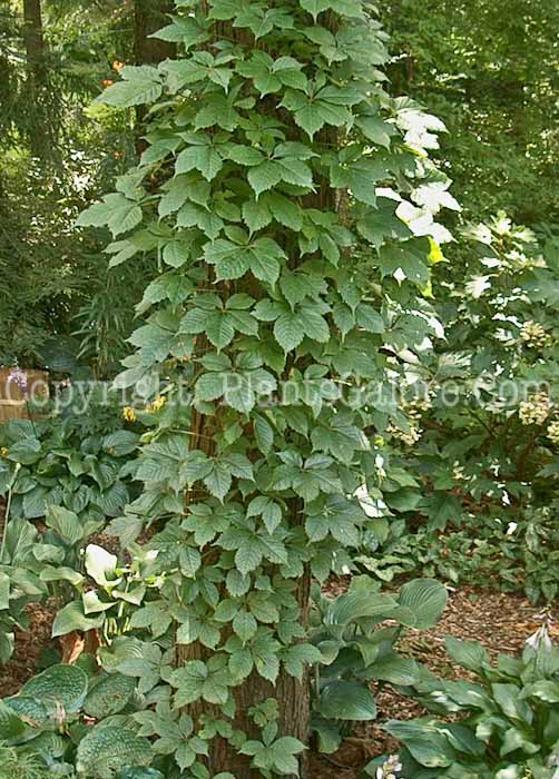 PGC-V-Parthenocissus-quinquefolia-aka-Virginia-Creeper-5