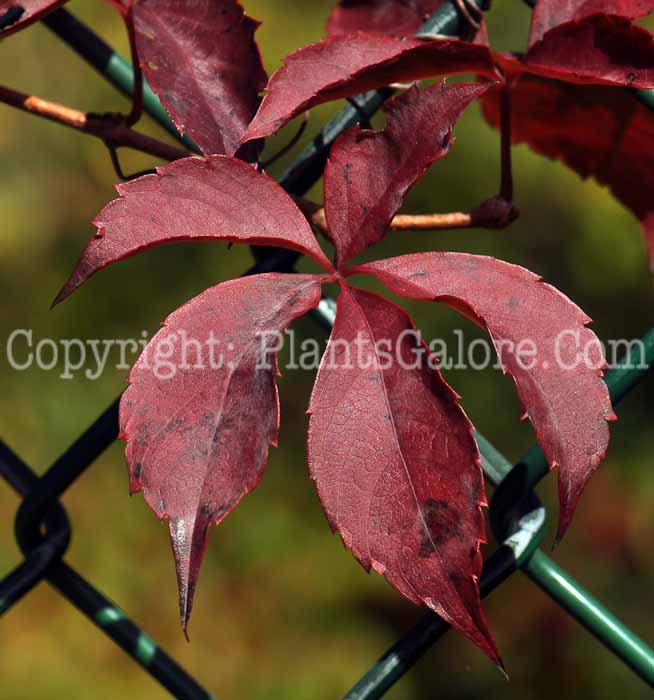 PGC-V-Parthenocissus-quinquefolia-aka-Virginia-Creeper-8