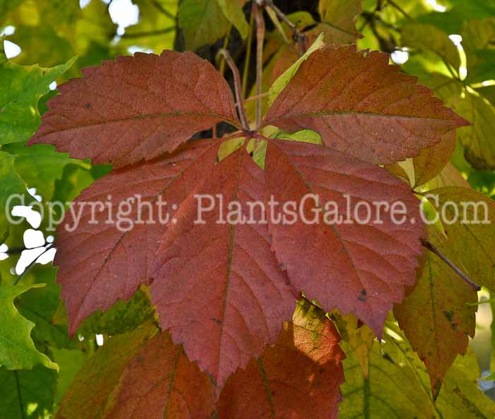 PGC-V-Parthenocissus-quinquefolia-aka-Virginia-Creeper-9