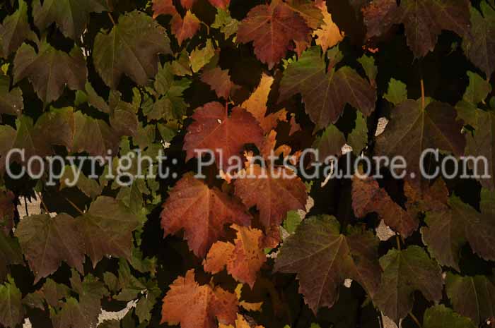 PGC-V-Parthenocissus-tricuspidata-aka-Boston-Ivy-fall-color-2
