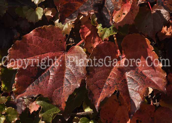 PGC-V-Parthenocissus-tricuspidata-aka-Boston-Ivy-fall-color-5