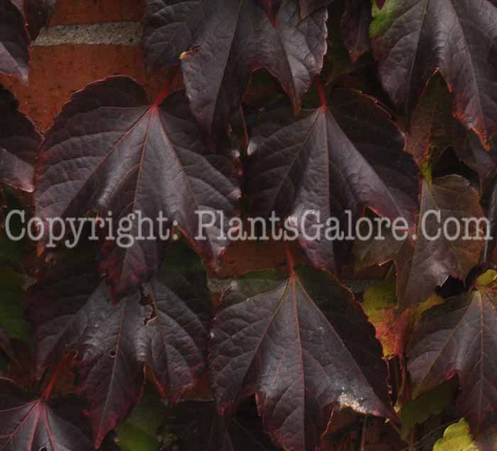 PGC-V-Parthenocissus-tricuspidata-aka-Boston-Ivy-fall-color-6