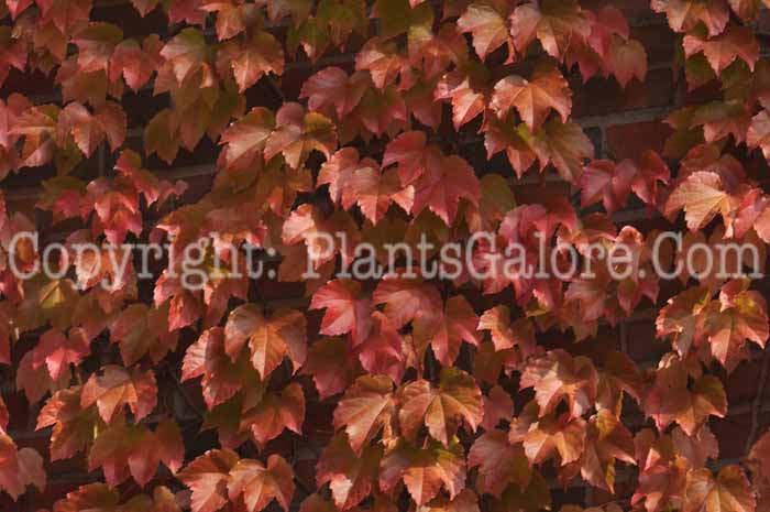 PGC-V-Parthenocissus-tricuspidata-aka-Boston-Ivy-fall-color-7