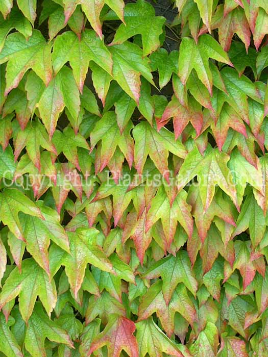 PGC-V-Parthenocissus-tricuspidata-aka-Boston-Ivy-leaves-2