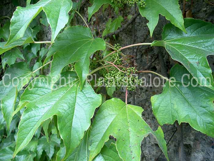 PGC-V-Parthenocissus-tricuspidata-aka-Boston-Ivy-leaves-3