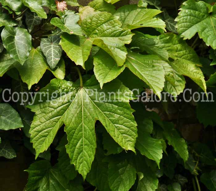 PGC-V-Parthenocissus-tricuspidata-aka-Boston-Ivy-leaves-4