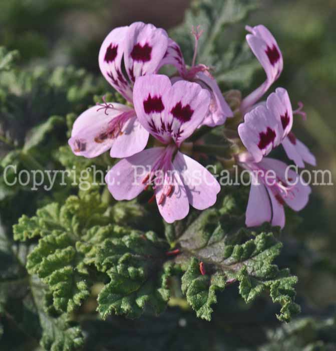 PGC-A-Pelargonium-crispum-Mosquito-Schocker-2011-01