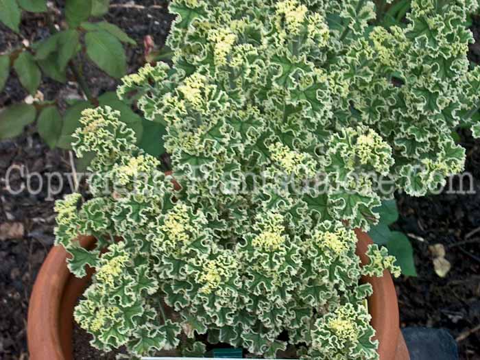 PGC-A-Pelargonium-crispum-Variegatum-Paris-2010-003