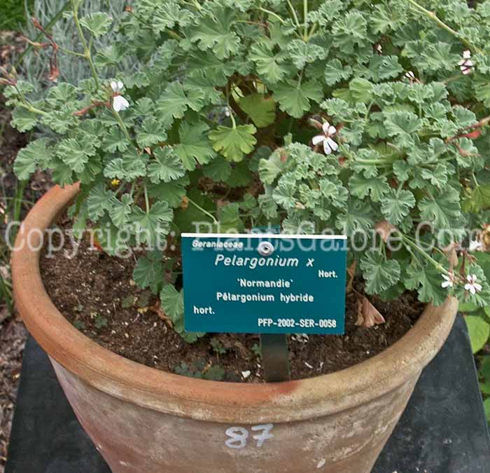 PGC-A-Pelargonium-inquinans-Paris-2010-001_1