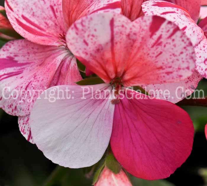 Пеларгония Canadian Pink