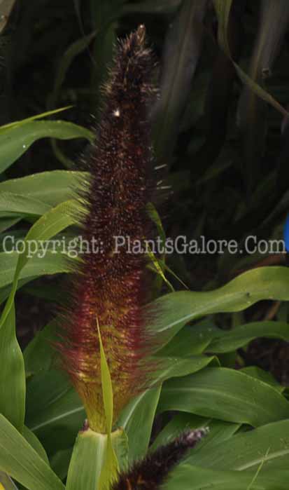 PGC-G-Pennisetum-glaucum-Jade-Princess-2010-001