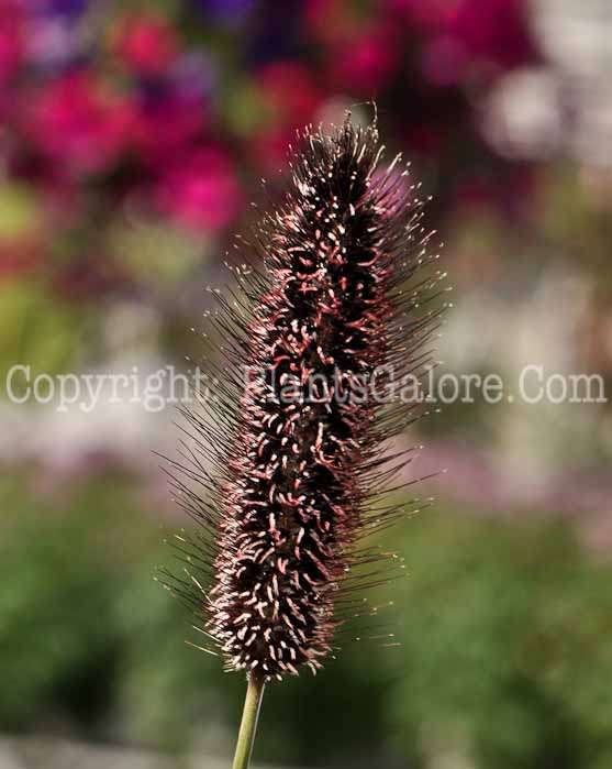 PGC-G-Pennisetum-glaucum-Jester-05-12-1