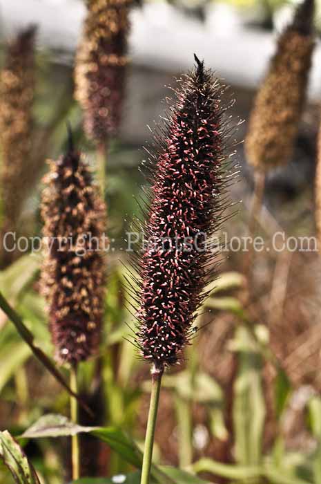 PGC-G-Pennisetum-glaucum-Jester-05-12-2