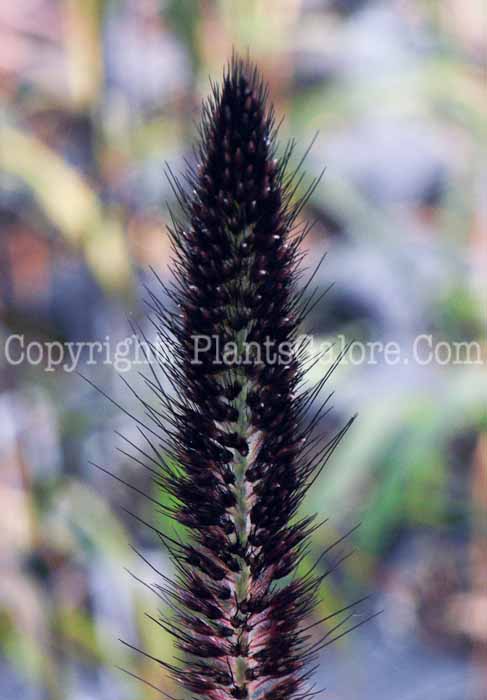PGC-G-Pennisetum-glaucum-Purple-Majesty-2011-02