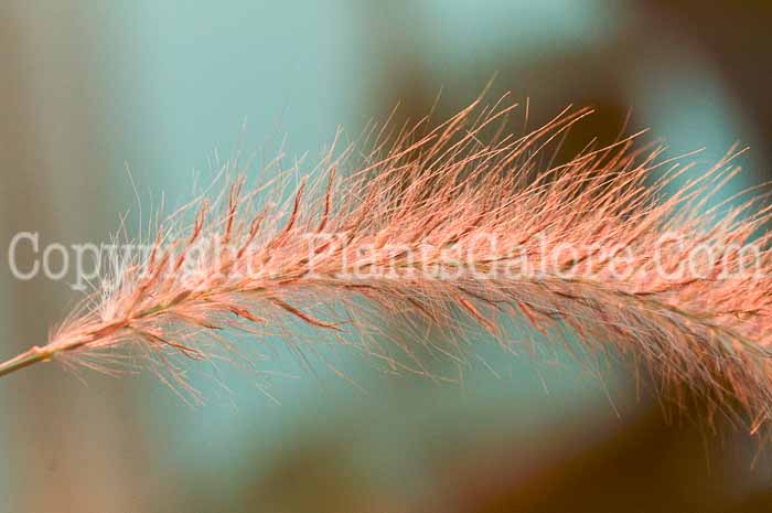 PGC-G-Pennisetum-setaceum-Rubrum-2011-05-001