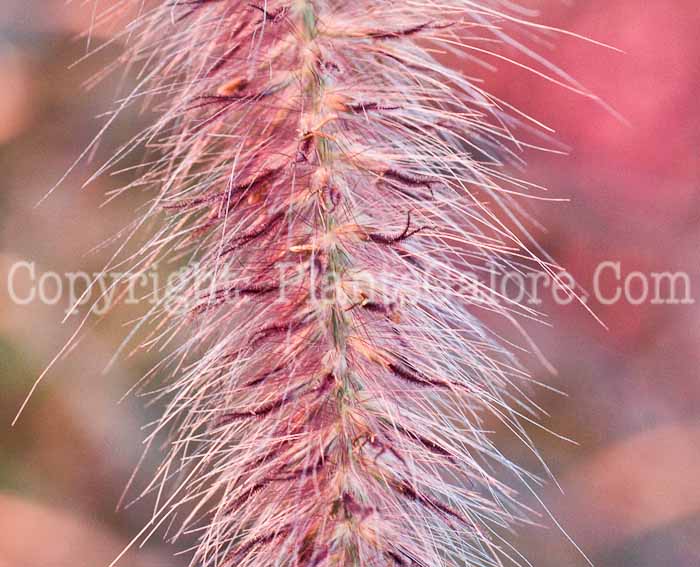 PGC-G-Pennisetum-setaceum-Rubrum-2011-05-005