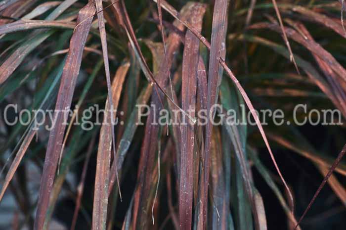 PGC-G-Pennisetum-setaceum-Rubrum-2011-05-006