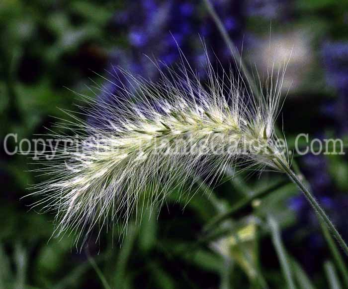 PGC-G-Pennisetum-villosum-MSU-8-2011-01