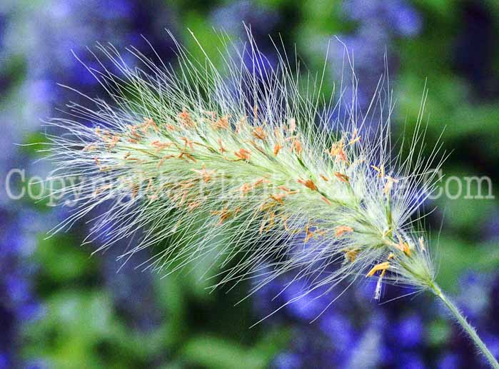 PGC-G-Pennisetum-villosum-MSU-8-2011-03