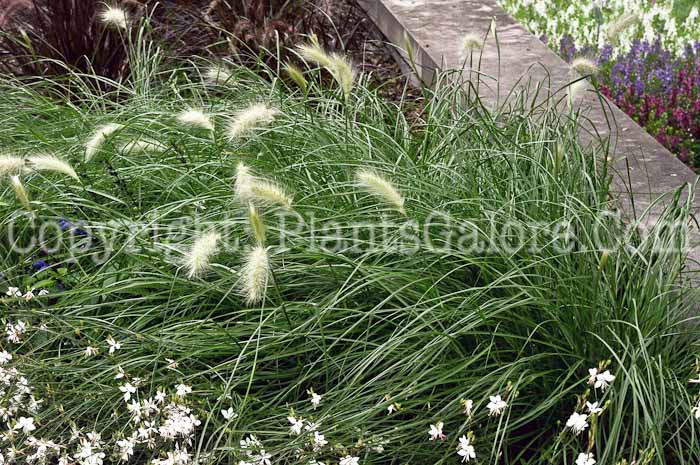 PGC-G-Pennisetum-villosum-MSU-8-2011-06