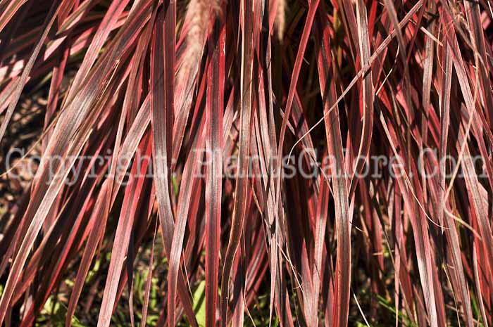 PGC-G-Pennisetum-Fireworks-0-01