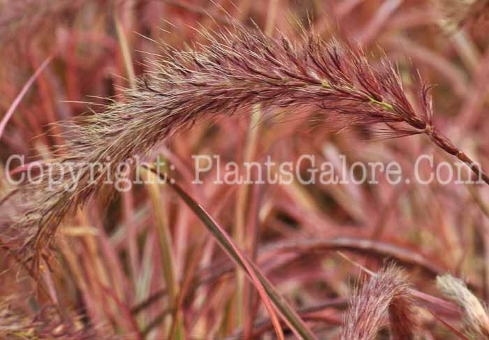 PGC-G-Pennisetum-Fireworks-2010-d002