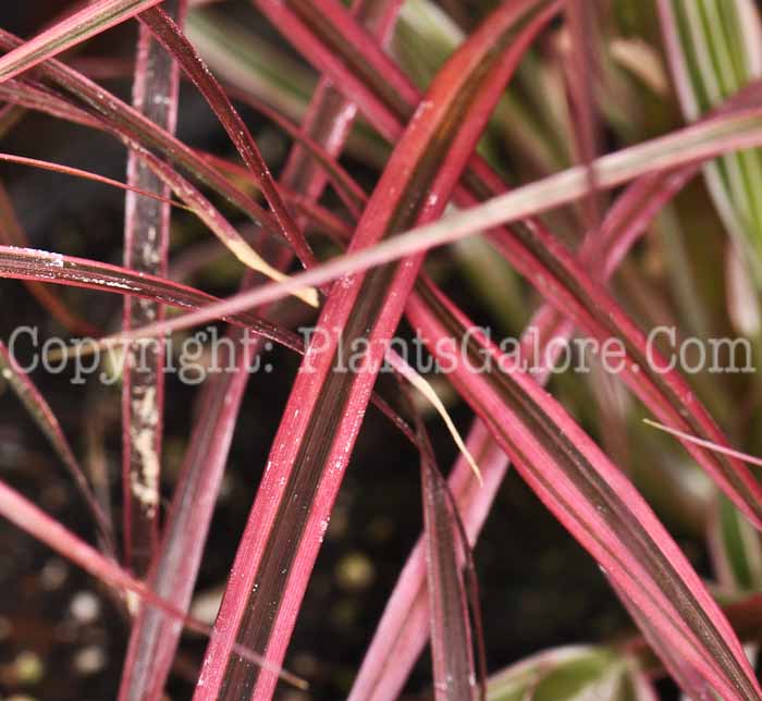 PGC-G-Pennisetum-Fireworks-2010-d004