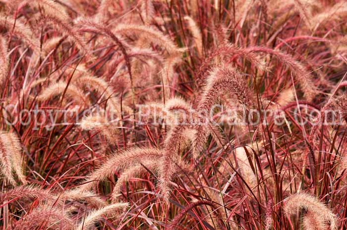 PGC-G-Pennisetum-Fireworks-gg-02