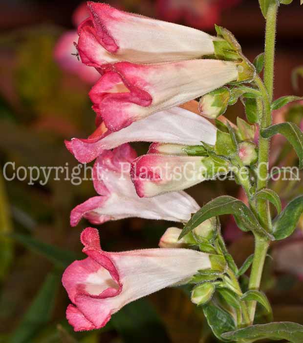 PGC-P-Penstemon-Arabesque-Pink-0514j-2