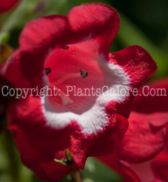 PGC-P-Penstemon-Arabesque-Red-aka-Beardtongue-0714-3