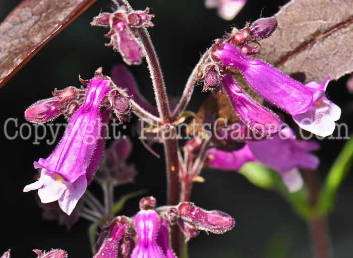 PGC-P-Penstemon-Dark-Tower-05-2012-03