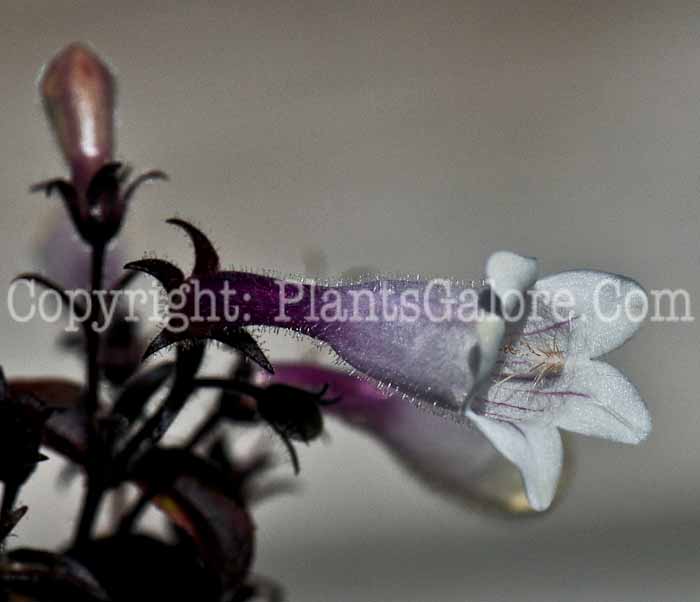 PGC-P-Penstemon-Dark-Towers-2012-2