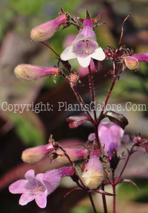 PGC-P-Penstemon-Dark-Towers-aka-Beardtongue-1