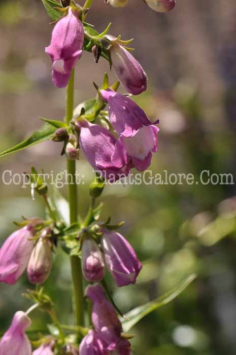 PGC-P-Penstemon-Miniature-Bells-2010-02