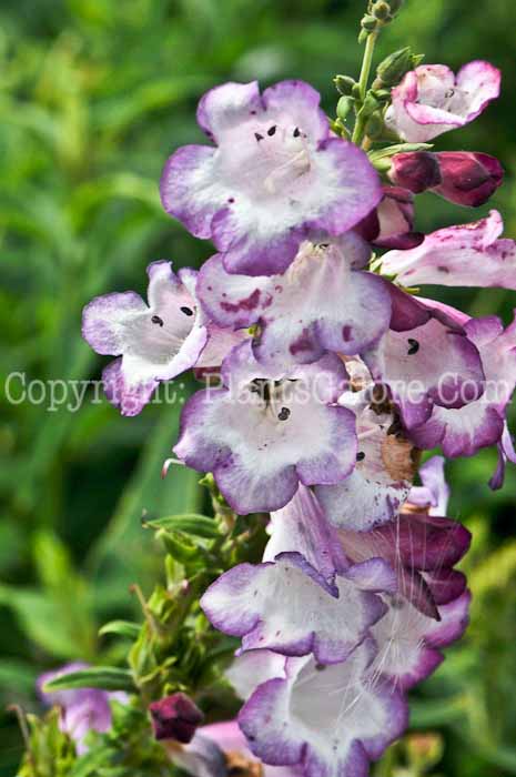 PGC-P-Penstemon-Phoenix-Lavender-2010-01