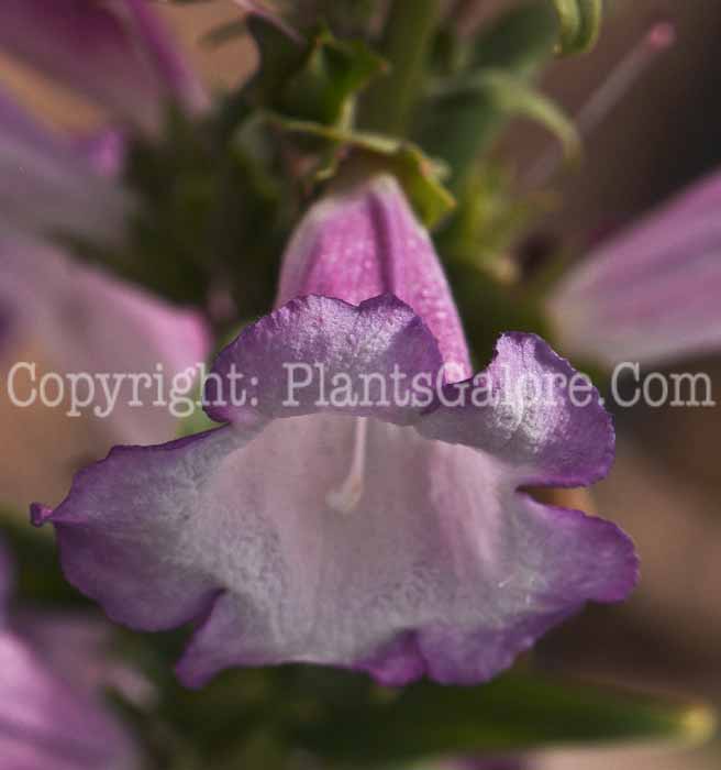 PGC-P-Penstemon-Phoenix-Lavender-2010-04