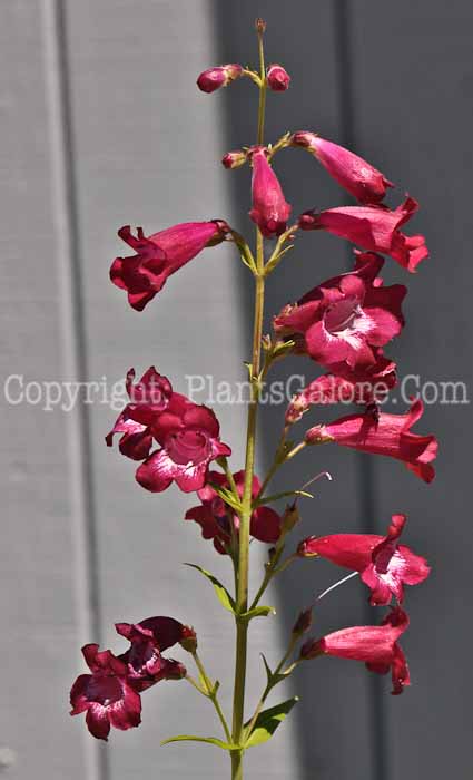 PGC-P-Penstemon-Phoenix-Red-02