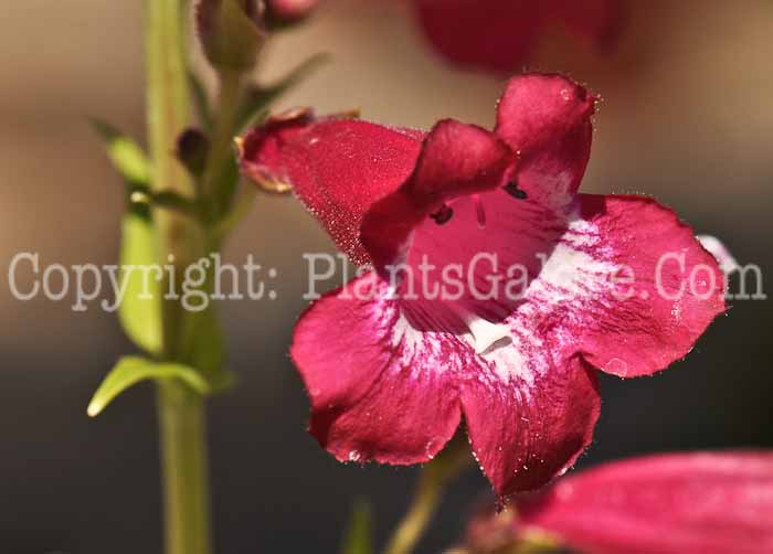 PGC-P-Penstemon-Phoenix-Red-03