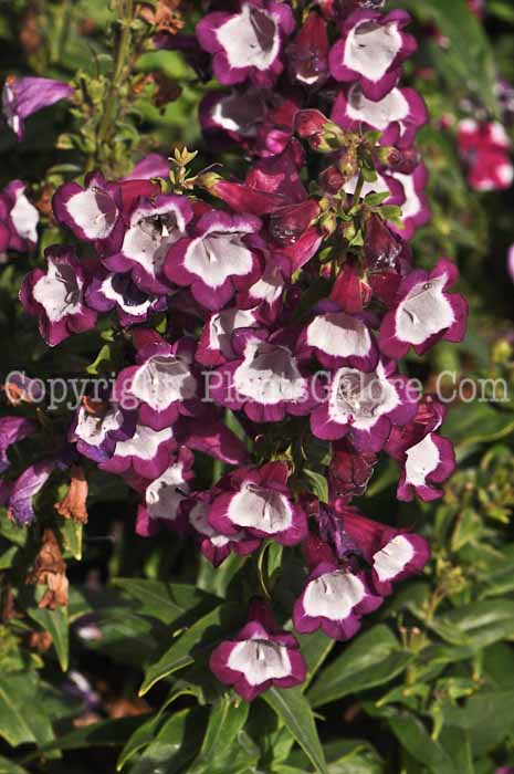 PGC-P-Penstemon-Phoenix-Violet-2010-02