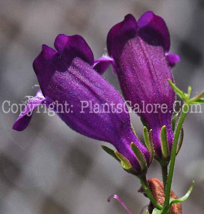 PGC-P-Penstemon-Pikes-Peak-Purple-813-1