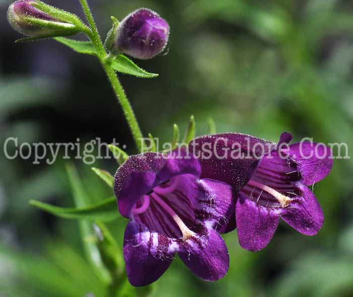 PGC-P-Penstemon-Pikes-Peak-Purple-813-2