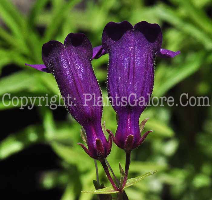 PGC-P-Penstemon-Pikes-Peak-Purple-813k-1