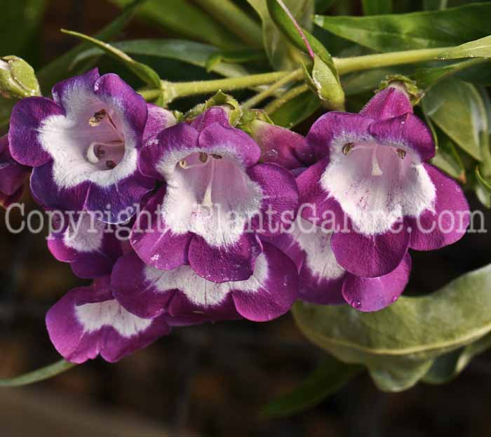 PGC-P-Penstemon-Pretty-Petticoat-01