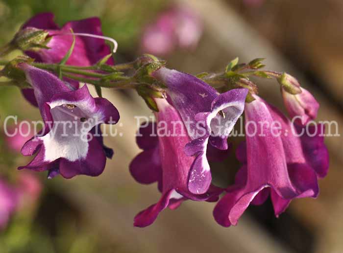 PGC-P-Penstemon-Pretty-Petticoat-03