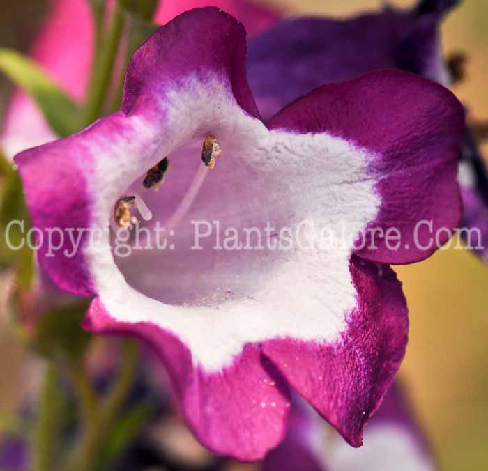 PGC-P-Penstemon-Pretty-Petticoat-04