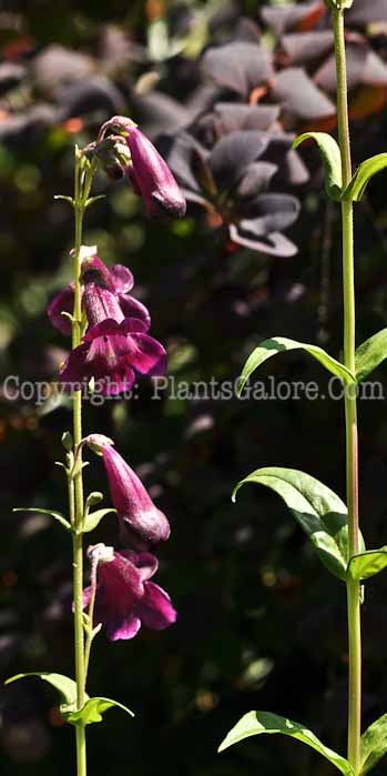 PGC-P-Penstemon-Raven-2012 (1 of 5)