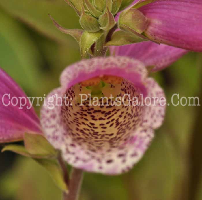 PGC-P-Penstemon-Red-Riding-Hood-2010-01